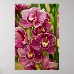 Cymbidium-Orchidee Poster