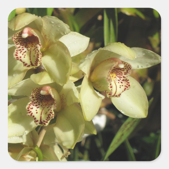Cymbidium Orchids Aufkleber (Vorderseite)