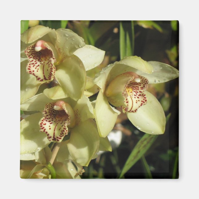 Cymbidium-Orchids-Magnet Magnet (Vorne)