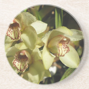 Cymbidium Orchids Untersetzer