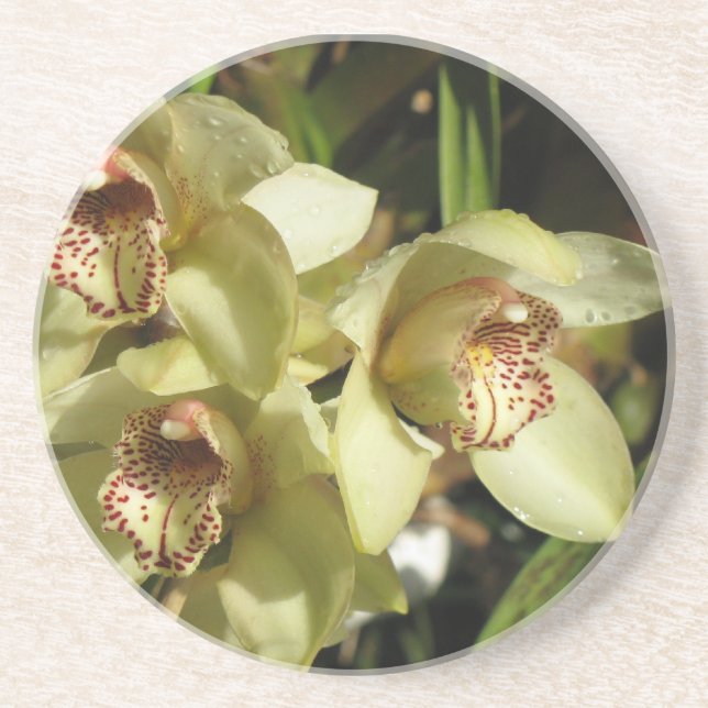 Cymbidium Orchids Untersetzer (Vorne)