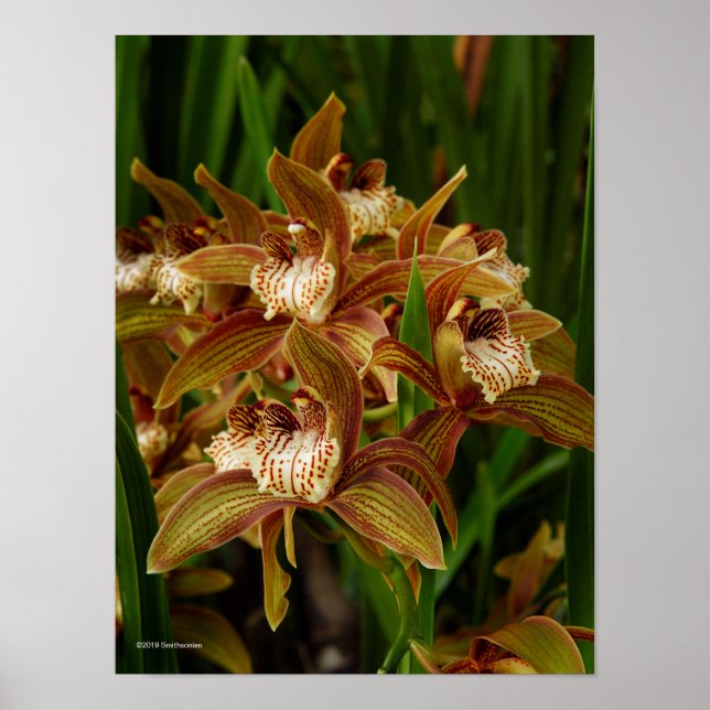 Cymbidium tracyana poster (Vorne)