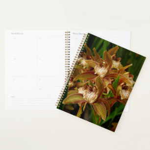 Cymbidium tryanum