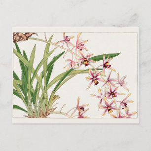 Cymbidium von Tanigami Konan Postkarte