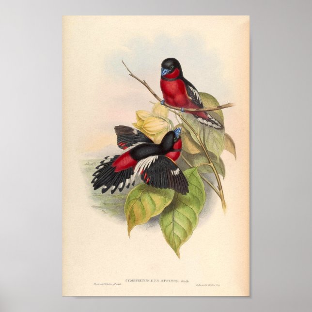 Cymbirhynchus Affinis Vintager Vogel aus Asien Poster (Vorne)