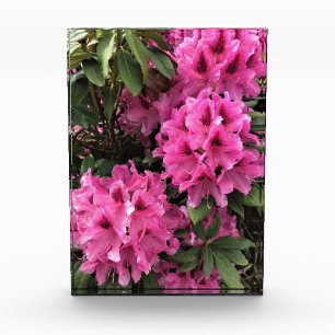 Cynthia Rhododendrons, Oregon Fotoblock