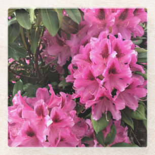 Cynthia Rhododendrons, Oregon Glasuntersetzer
