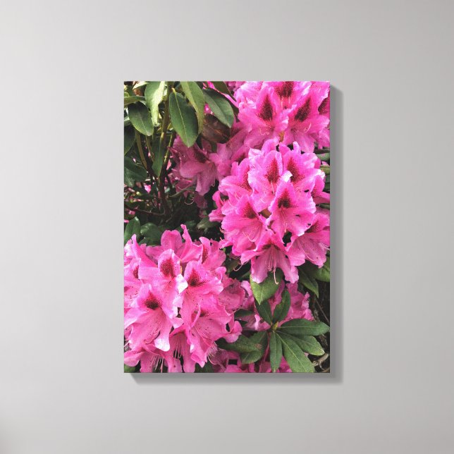 Cynthia Rhododendrons, Oregon Leinwanddruck (Vorderseite)