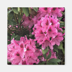 Cynthia Rhododendrons, Oregon Magnet