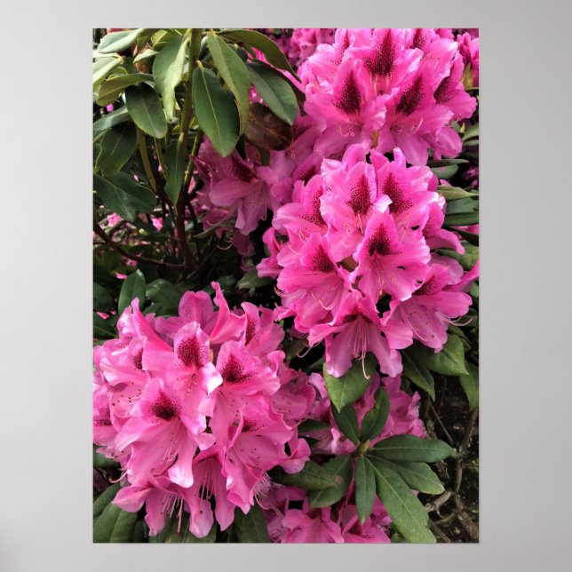 Cynthia Rhododendrons, Oregon Poster (Vorne)