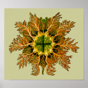 Cynthiamelocactus Ernst Haeckel-schöne Kunst Poster