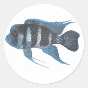 Cyphotilapia frontosa Cichlid-Aufkleber Runder Aufkleber