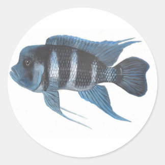 Cyphotilapia frontosa Cichlid-Aufkleber Runder Aufkleber