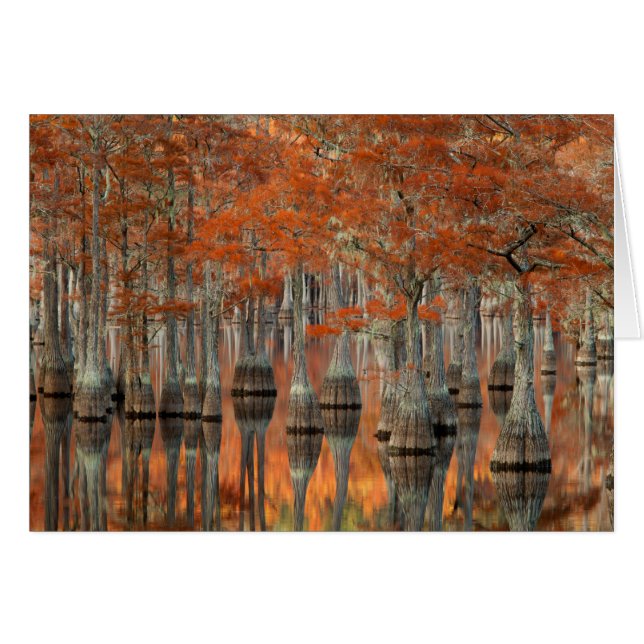 Cypress-Bäume| George Smith Staat Park, Georgien (Vorderseite (Horizontal))