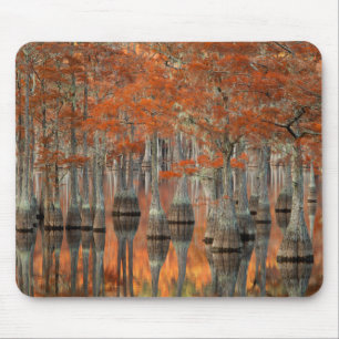 Cypress-Bäume  George Smith Staat Park, Georgien Mousepad