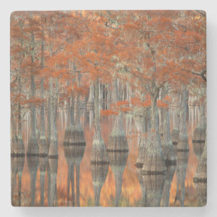Cypress-Bäume  George Smith Staat Park, Georgien Steinuntersetzer