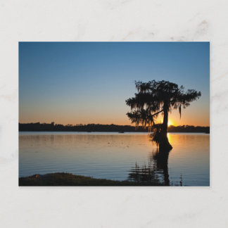 Cypress bei Sunset Postkarte
