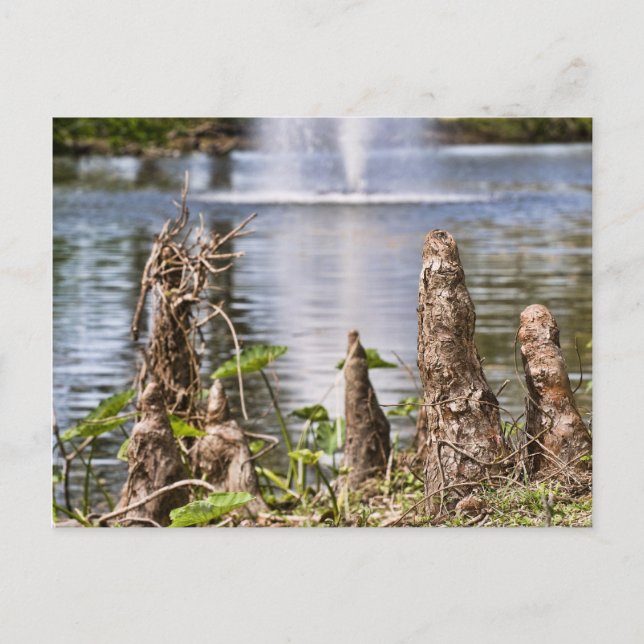 Cypress Knee Postkarte (Vorderseite)