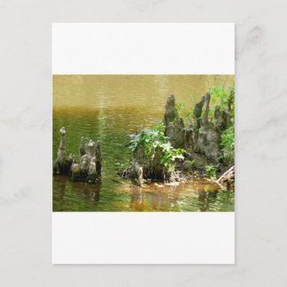 Cypress Knees Postkarte