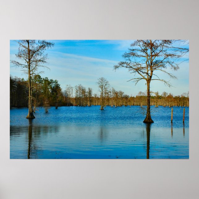 Cypress Lake Poster (Vorne)