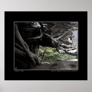 Cypress Skeleton - Poster