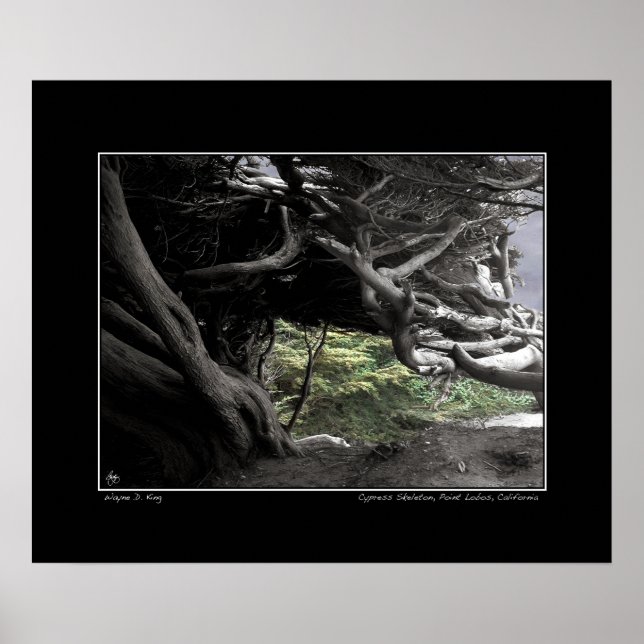 Cypress Skeleton - Poster (Vorne)
