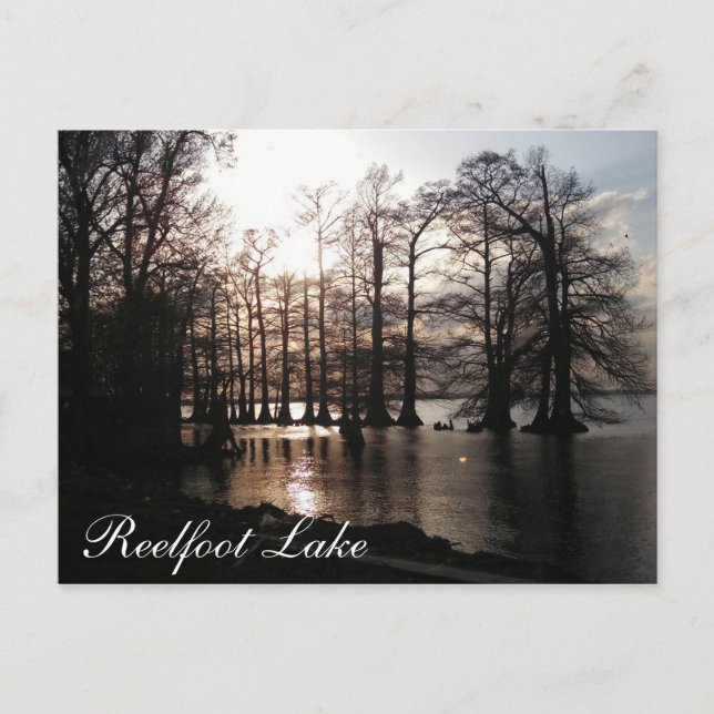 Cypress Sunset at Reelfoot Postkarte (Vorderseite)