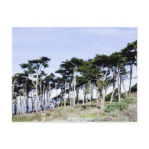 Cypress Trees at Sutro Park, San Francisco