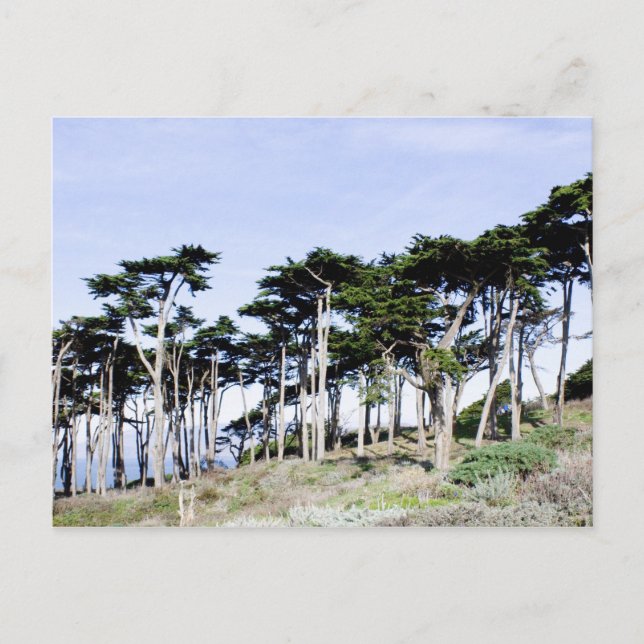 Cypress Trees at Sutro Park, San Francisco Postkarte (Vorderseite)
