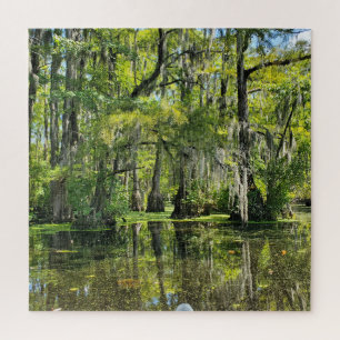 Cypress Trees Covered with Spanish Moss