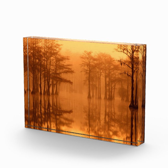 Cypress Trees George Smith Staat Park Fotoblock (Rechts)
