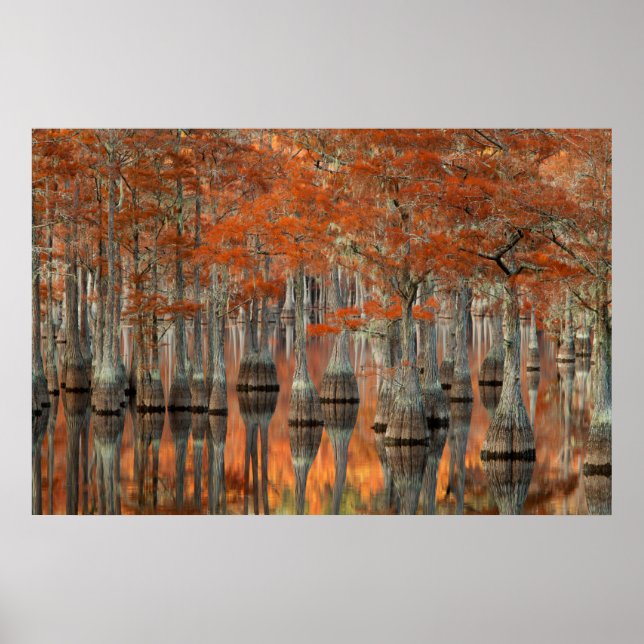Cypress Trees | George Smith Staat Park, Georgia Poster (Vorne)