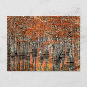 Cypress Trees   George Smith Staat Park, Georgia Postkarte