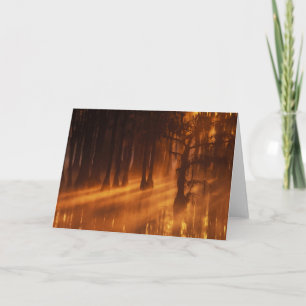 Cypress Trees George Smith Staat Park Karte