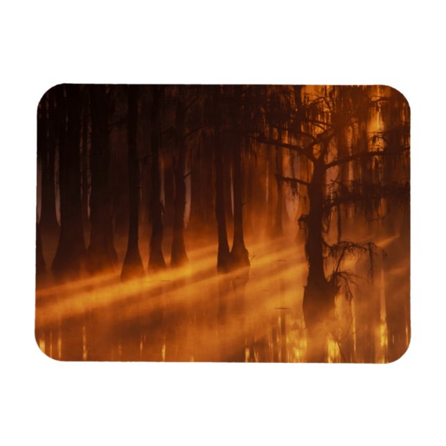 Cypress Trees | George Smith Staat Park Magnet (Horizontal)