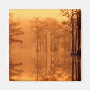 Cypress Trees George Smith Staat Park Magnet