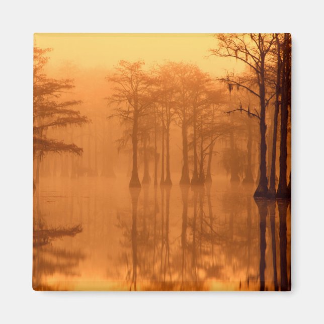 Cypress Trees George Smith Staat Park Magnet (Vorne)