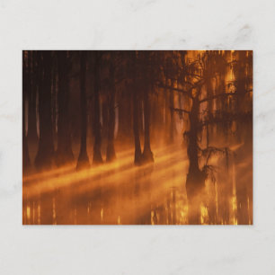 Cypress Trees George Smith Staat Park Postkarte