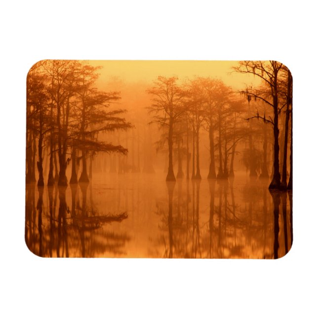 Cypress Trees George Smith State Park Magnet (Horizontal)