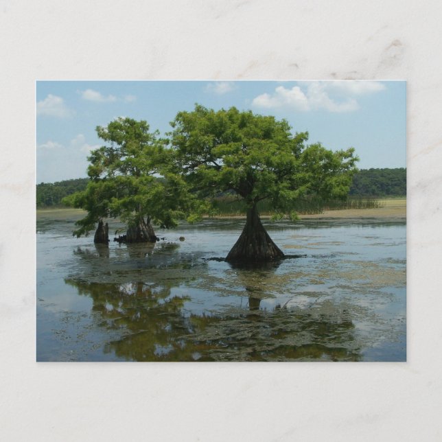 Cypress Trees Postkarte (Vorderseite)