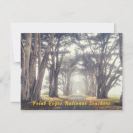 Cypress-Tunnel in Nebel Postkarte