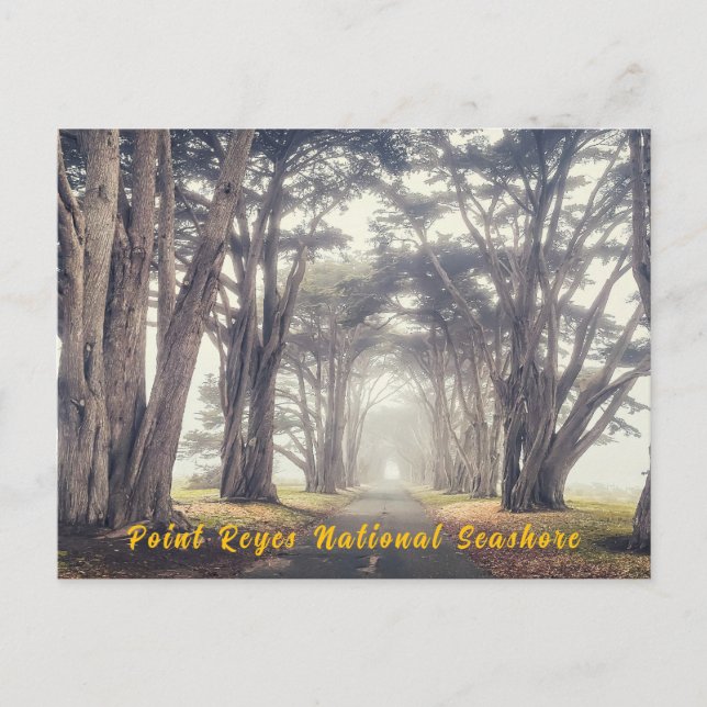 Cypress-Tunnel in Nebel Postkarte (Vorderseite)