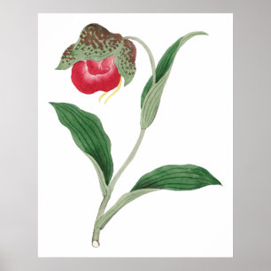 Cypripedium-Blüte, vintage japanische Kunst Poster