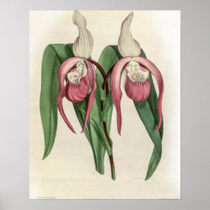 Cypripedium Schroderae Orchidee Poster