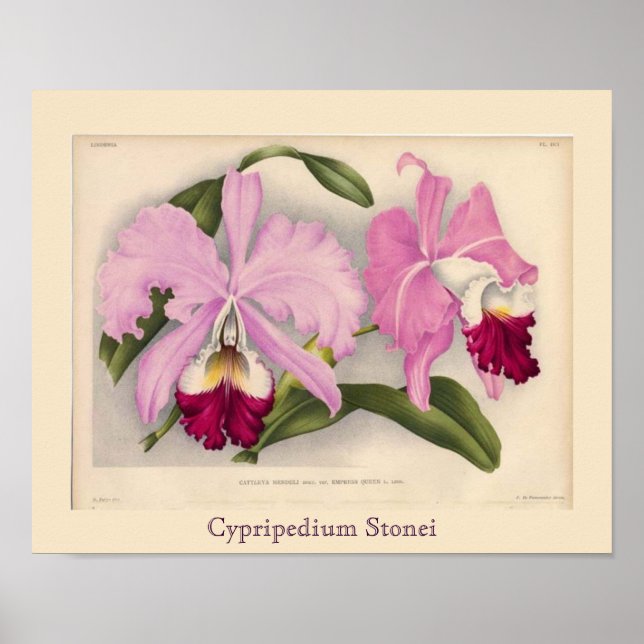 ‚Cypripedium Stonei‘, Linden Orchid Poster (Vorne)