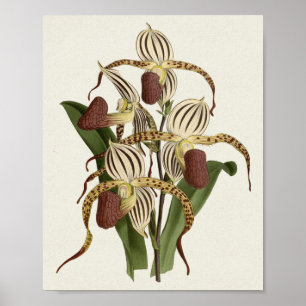 Cypripedium Stonei Poster