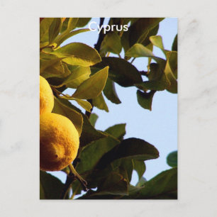 Cyprus Lemon Grove Postkarte