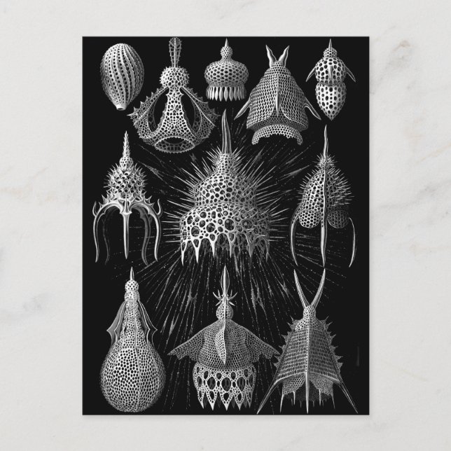 Cyrtoidea Postkarte (Vorderseite)