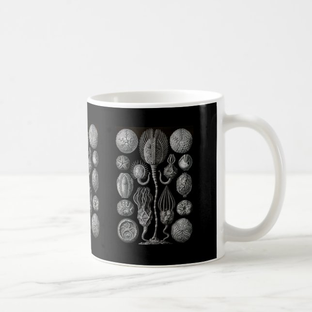 Cystoids Kaffeetasse (Rechts)