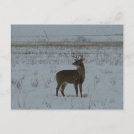 D11 Weißklee Hirsch Großbuck im Schnee Postkarte